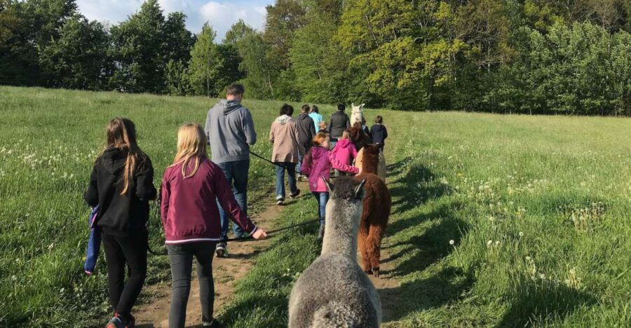sohland-an-der-spree-walk-with-an-alpaca