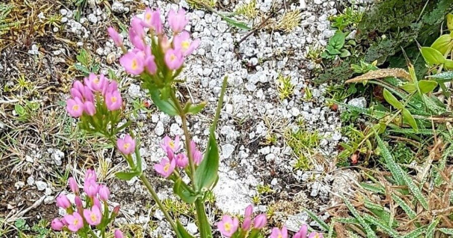 st-austell-cornish-clay-country-guided-walk
