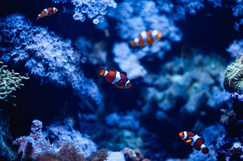 st-pauls-bay-malta-national-aquarium-entry-ticket