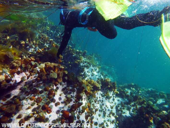 summer-snorkeling-with-grey-seals