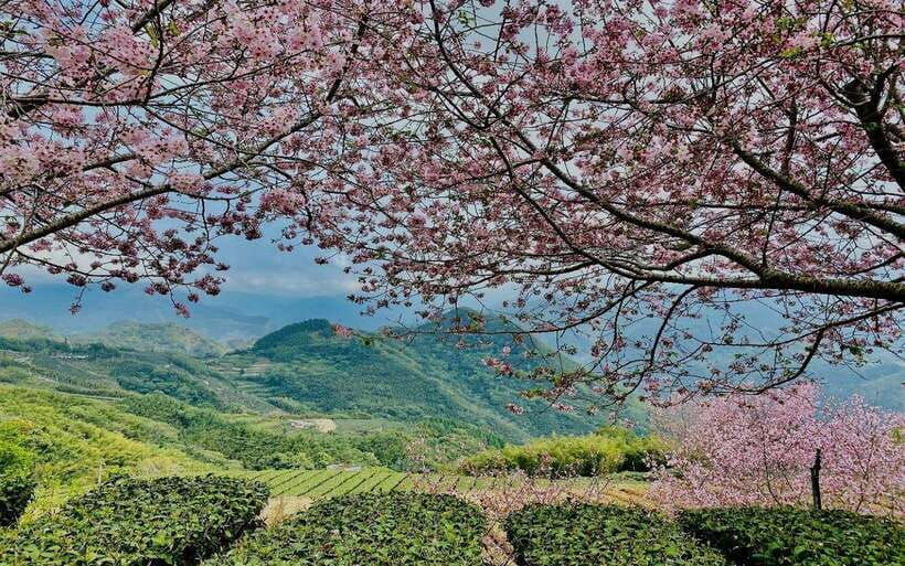 taiwan-alishan-national-forest-recreation-area-e-ticket