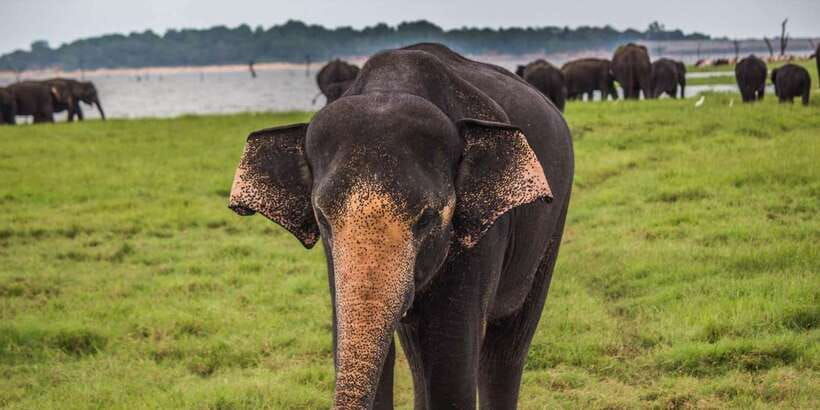 tangalle-hiriketiya-udawalawa-safari-elephant-transit-hom
