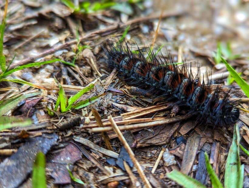 thangappuwa-falls-explore-one-of-knuckles-7-cascades