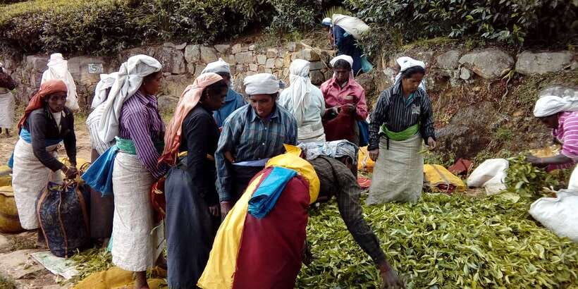 the-pekoe-trail-stage-14st-catherine-to-makulella