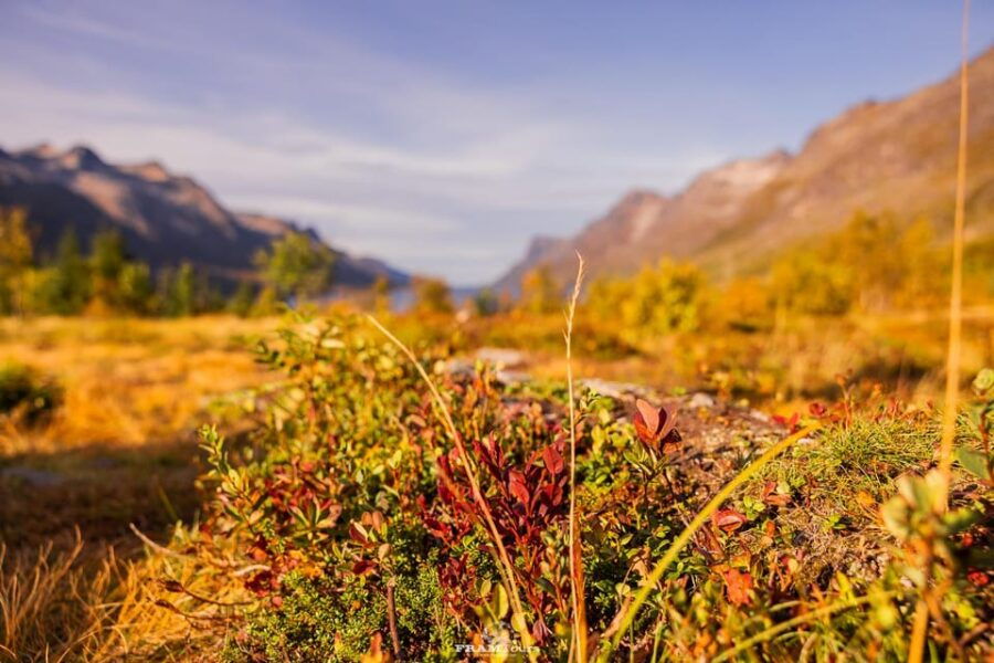 tromso-lyngen-alps-sightseeing-tour-with-lunch