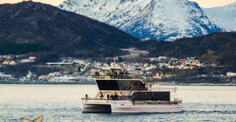 tromso-whale-watching-tour-by-hybrid-electric-catamaran