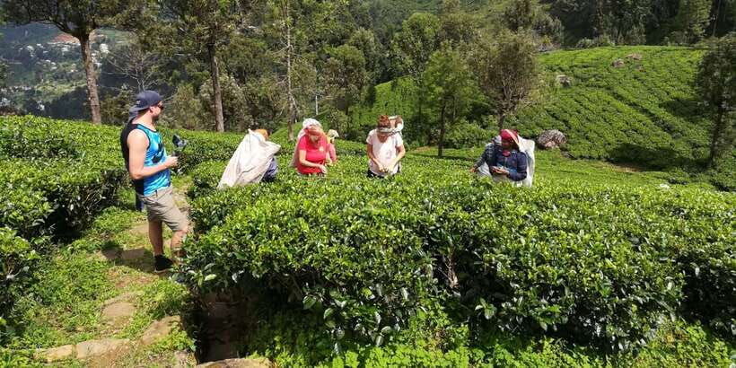 tuk-tuk-safari-liptons-seattea-fields-hiketeafactory-tour