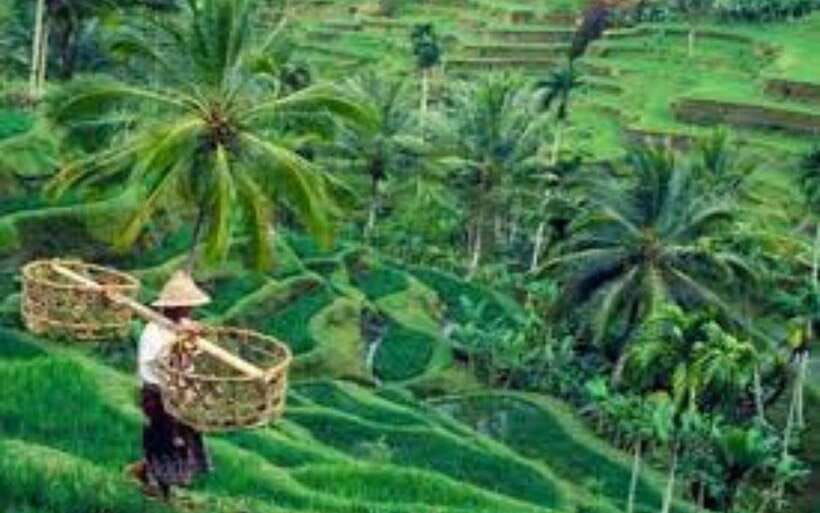 ubud-atv-ride-monkey-forest-and-tegalalang-rice-terrace