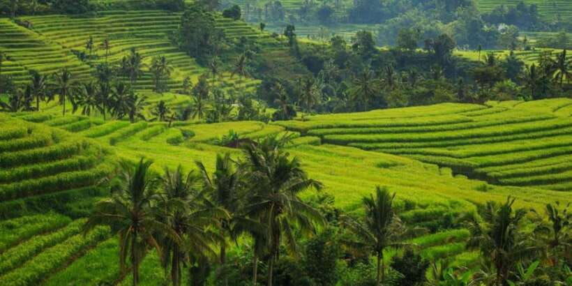 ubud-bliss-tour-rice-terrace-monkey-forest-infinity-pool