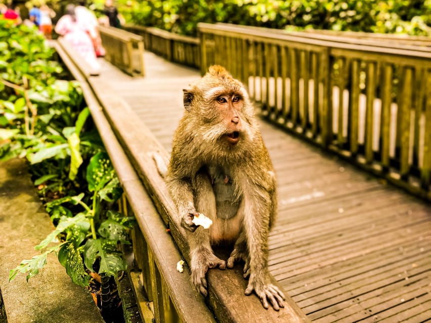 ubud-monkey-forest-rice-terrace-and-jungle-swing-tour