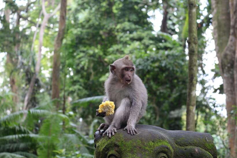 ubud-monkey-forest-rice-terrace-and-waterfall