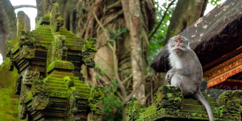 ubud-monkey-forest-rice-terrace-swing-temple-waterfall
