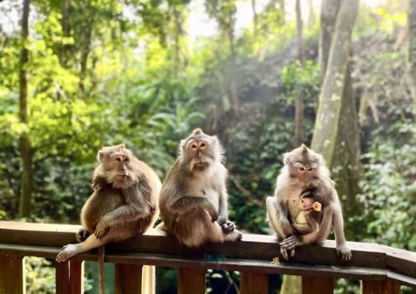 ubud-monkey-forest-rice-terrace-waterfall-holy-temple