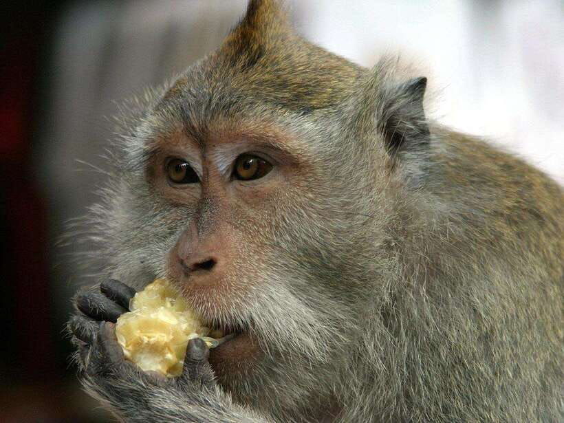 ubud-monkey-forest-rice-terrace-waterfall-private-tour