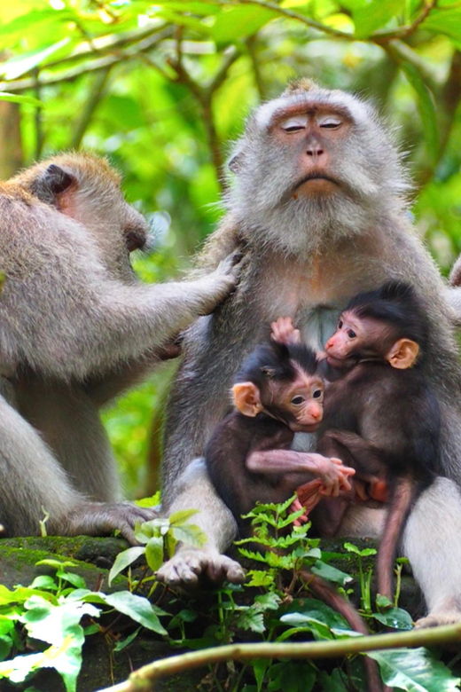 ubud-monkey-forest-rice-terraces-temple-hidden-waterfal