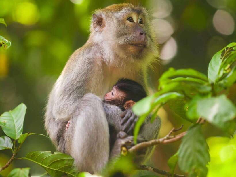 ubud-monkey-forest-temple-rice-terraces-hidden-waterfall
