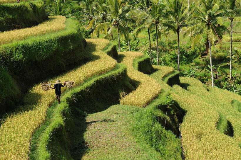 ubud-rice-terrace-waterfalls-holy-water-and-swing-tour