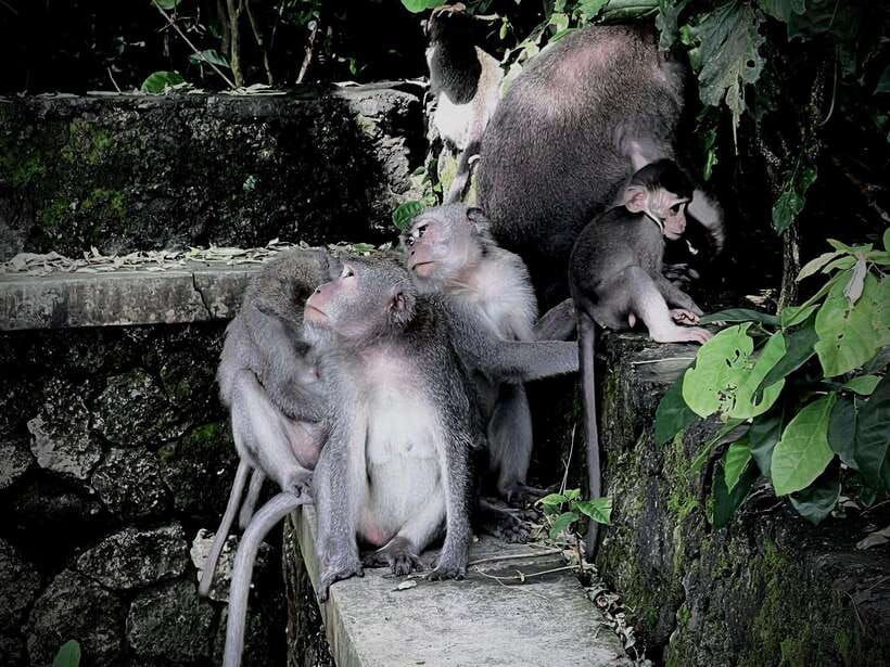 ubud-sacred-monkey-forest-barong-cave-atv-waterfall-tour