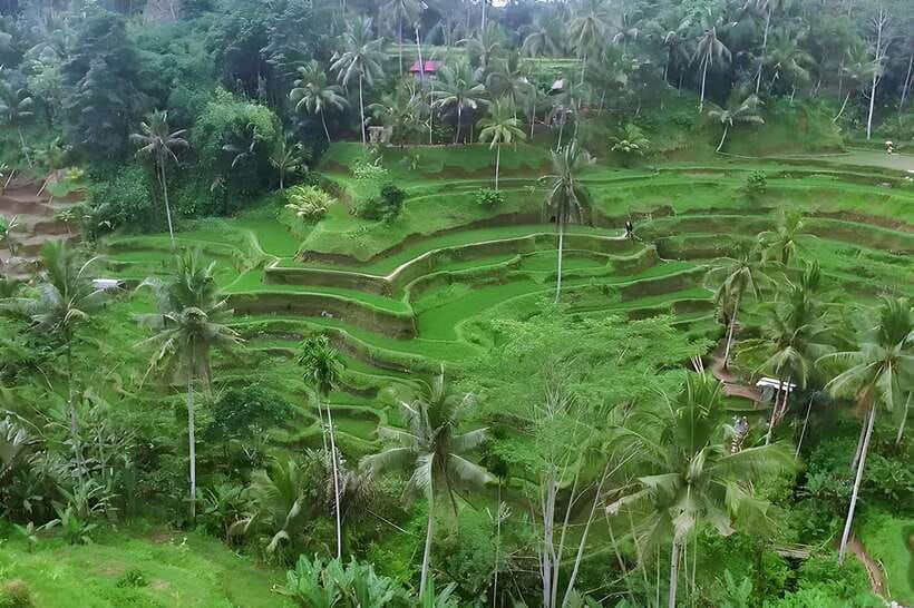 ubud-village-waterfall-and-kintamani-volcano-private-tour