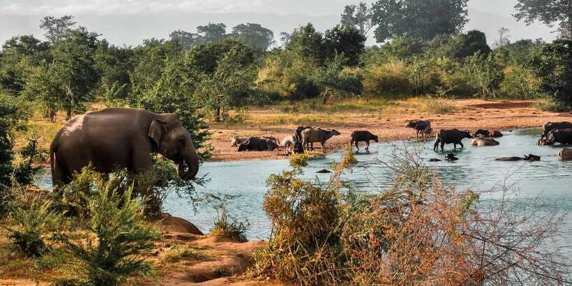 udawalawa-national-park-private-safari