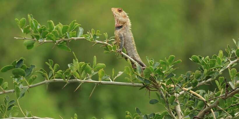 udawalawe-national-park-full-day-10-hours-all-inclusive