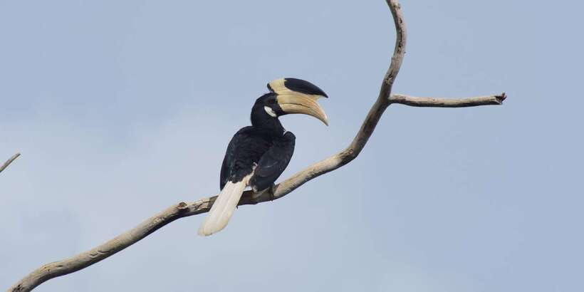 udawalawe-national-park-safari-and-elephant-transit-home