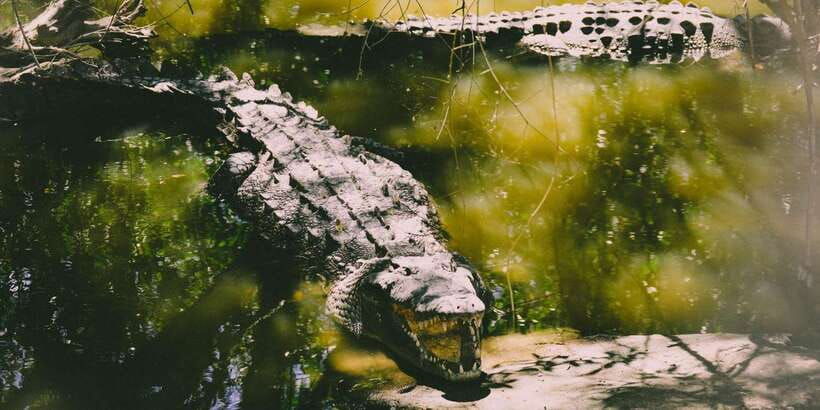 udawalawe-national-park-safari-elephant-transit-home-visit