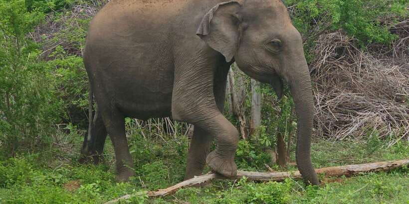 udawalawe-safari-day-tour-from-bentota-aluthgama-ahungalla