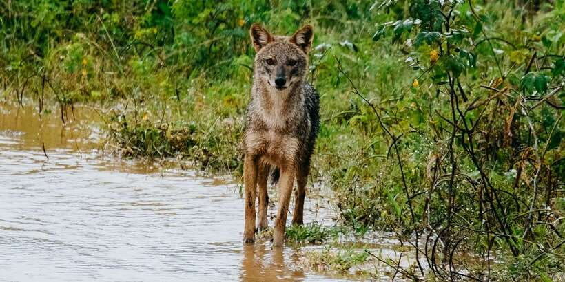 udawalawe-udawalawa-national-park-half-day-safari-tour
