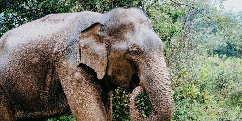 udawalawe-wild-safari-tours-10-hours-safari