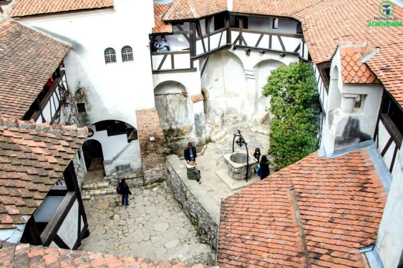 visit-bear-sanctuary-and-bran-castle-from-brasov