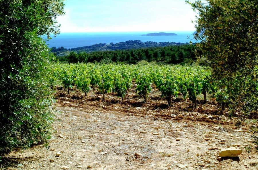 visit-the-vineyards-and-discover-bandol-wines