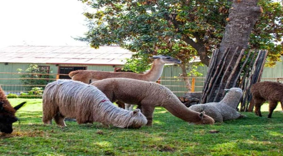 walking-tour-of-arequipa-and-santa-catalina-monastery