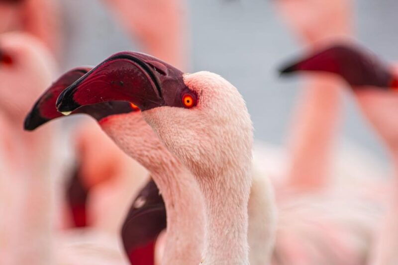 walvis-bay-pelican-point-birding-and-cape-fur-seal-tour