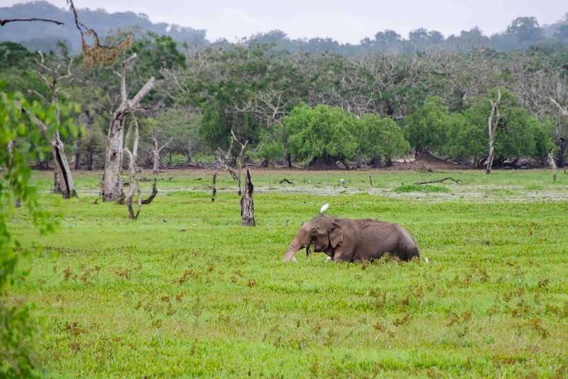 wilpattu-national-park-private-safari