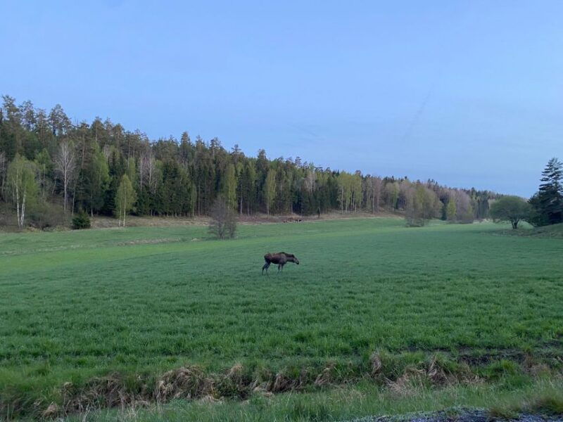 wolf-and-wildlife-tracking-in-sweden-2
