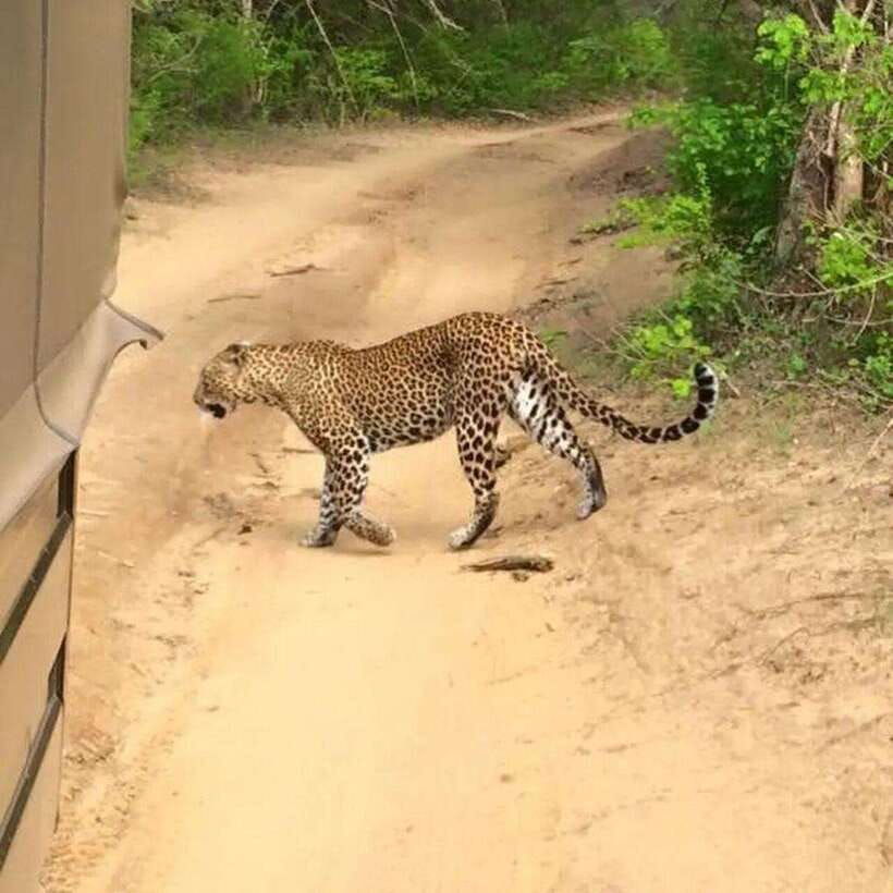 yala-national-park-all-inclusive-private-safari-day-trip