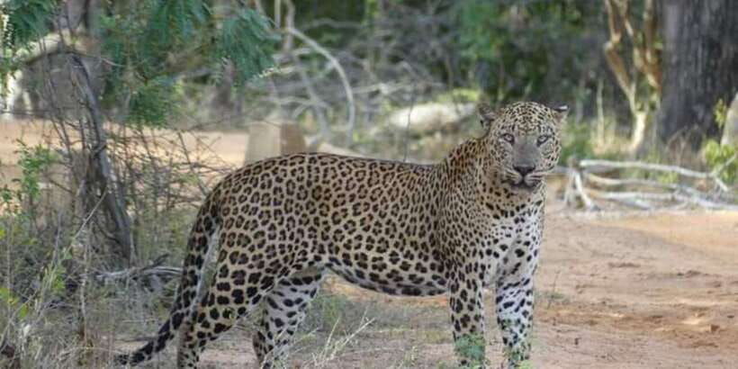 yala-national-park-budget-safari