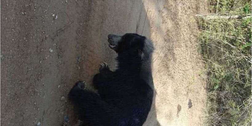 yala-national-park-full-day-safari