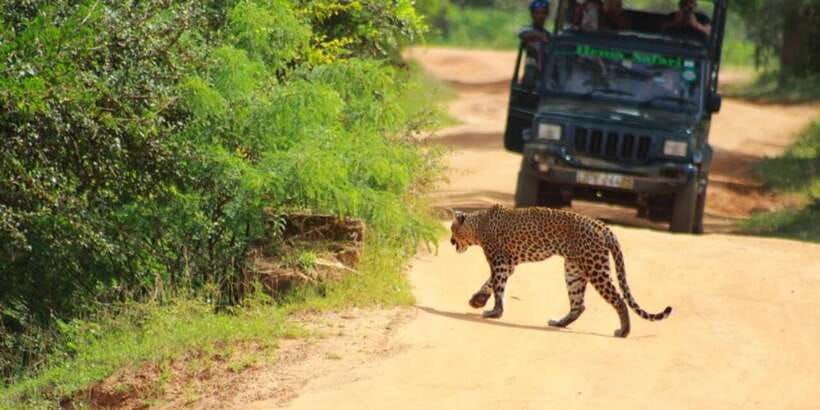 yala-national-park-half-day-safari-2