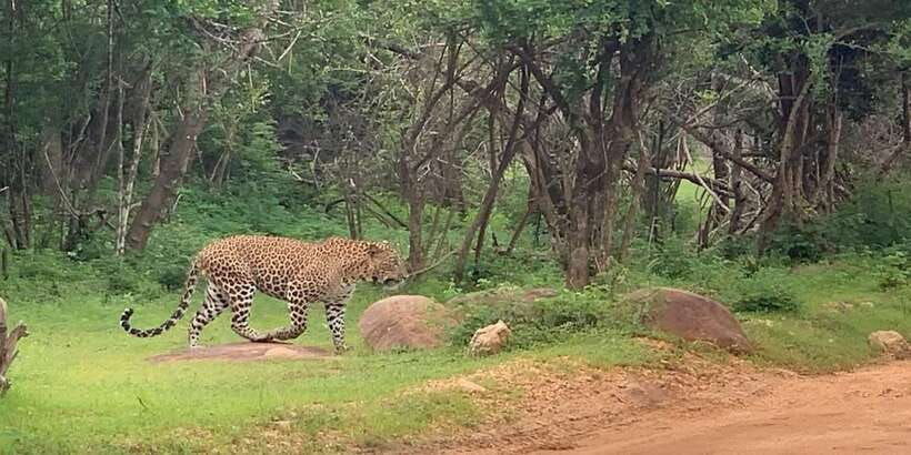 yala-safari-day-tour-bentota-aluthgama-ahungalla-kosgoda