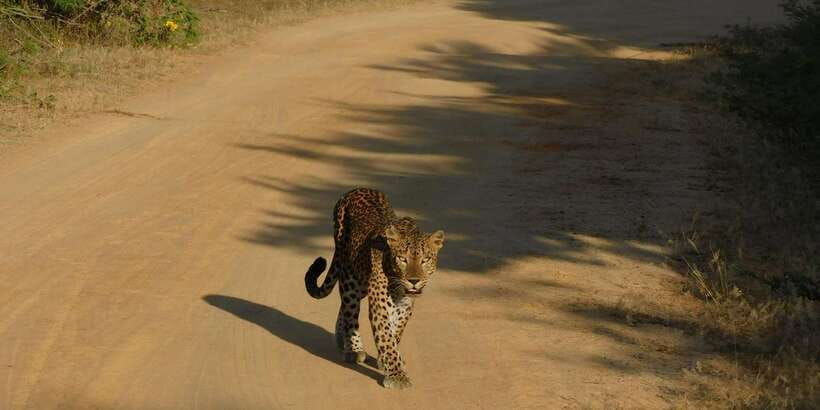 yala-safari-tour-from-hambantota-port-area-shore-excursion