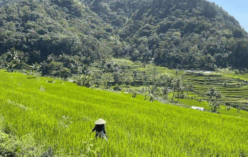 yogyakarta-explore-selogriyo-rice-fields-and-mendut-temple