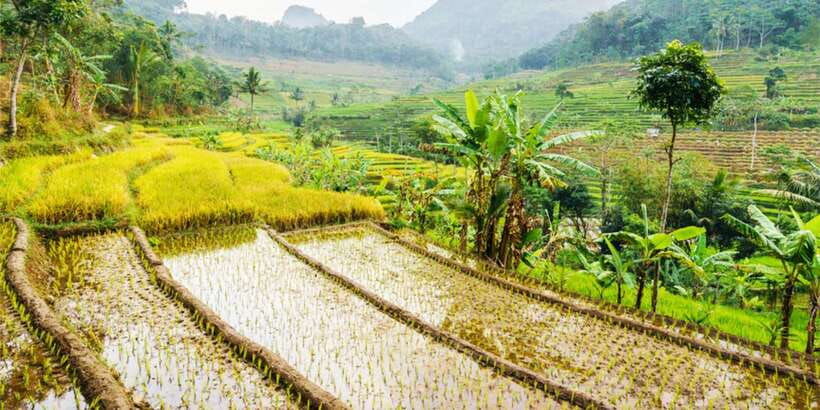 yogyakarta-selogriyo-temple-tour-java-rice-terrace-trek