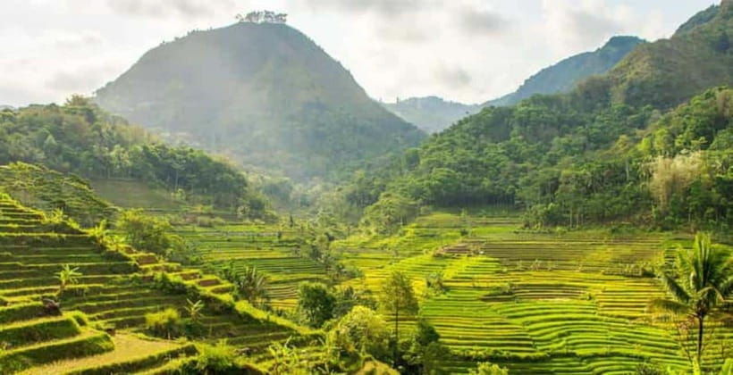 yogyakarta-selogriyo-terraced-rice-fields-nepal-of-java