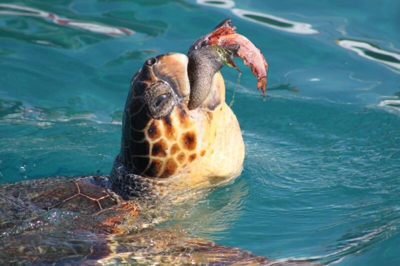 zakynthos-half-day-caretta-turtle-spotting-keri-caves