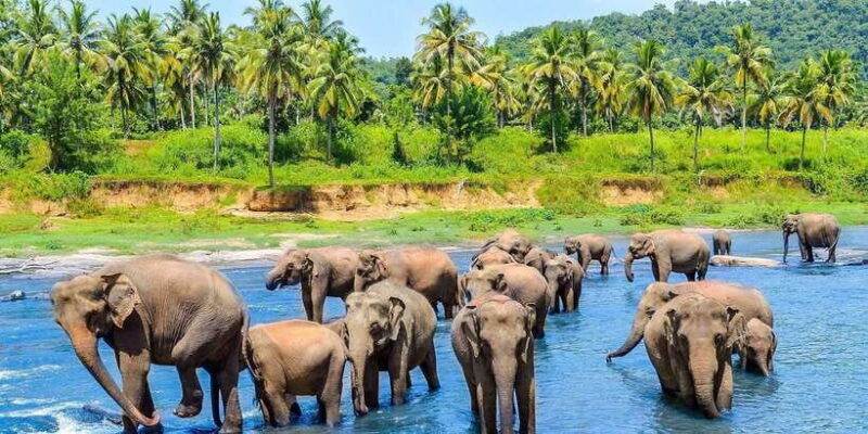 2-day-tour-pinnawala-sigiriya-from-kandy