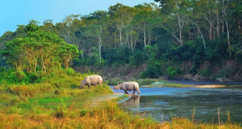 2-days-chitwan-jungle-safari-tour-from-pokhara-kathmandu