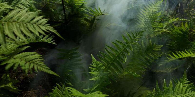 2-days-expedition-from-bukit-lawang-connect-with-nature