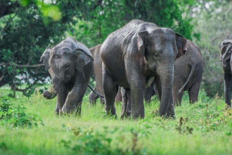 2-days-sri-lanka-all-inclusive-tour-to-ella-and-yala-with-4-star-hotel
